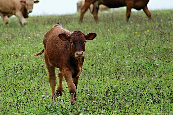 calf-433000_1280