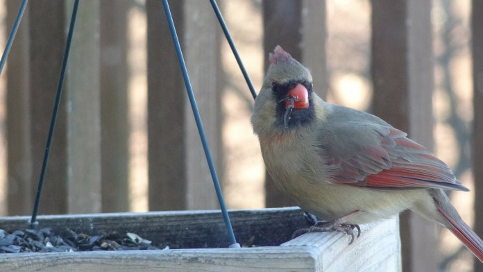 cardinal-89326_1280