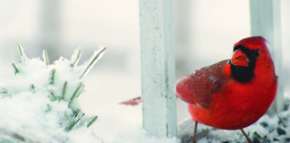 cardinal in snow