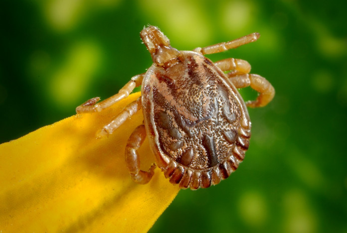 cayenne-tick-542169_1280