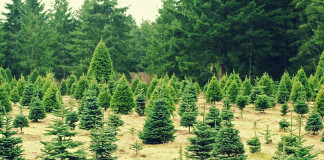 Christmas trees