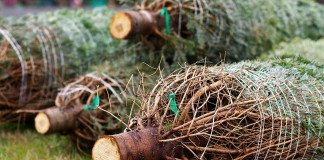 christmas trees