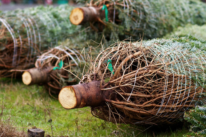 christmas trees christmas trees
