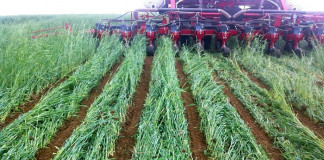 cover crops