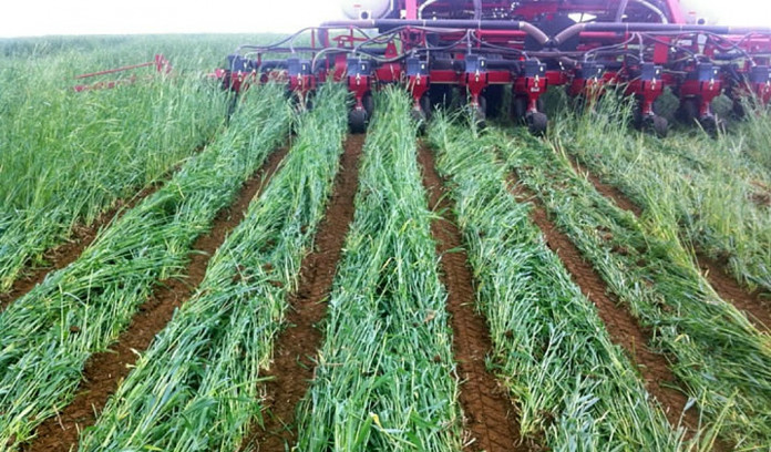 cover crop.chesapeake cover crops