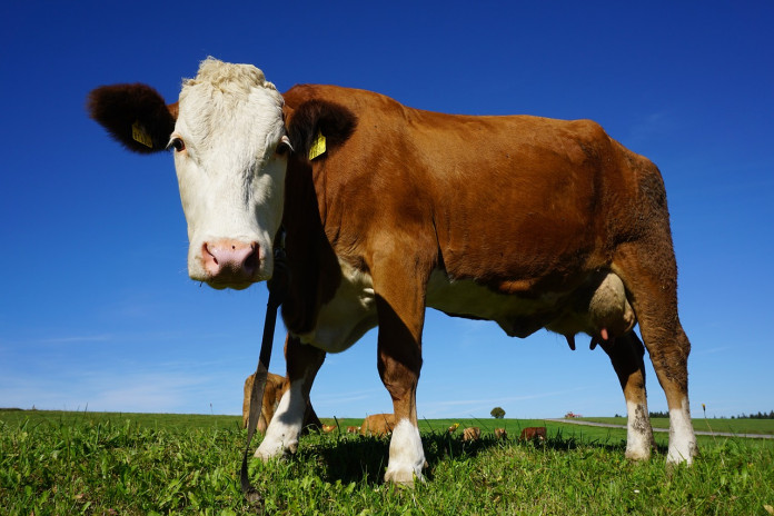cow-1872263_1280