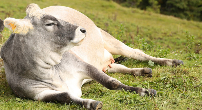 cow-454732_1280