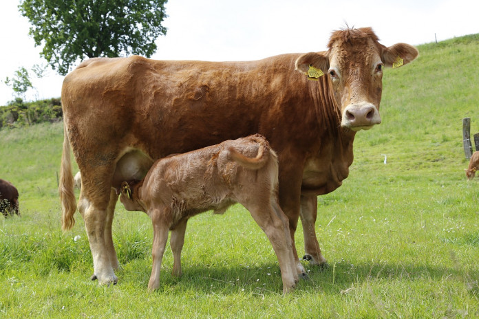 cow-489687_1280