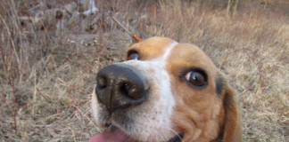 Happy beagle