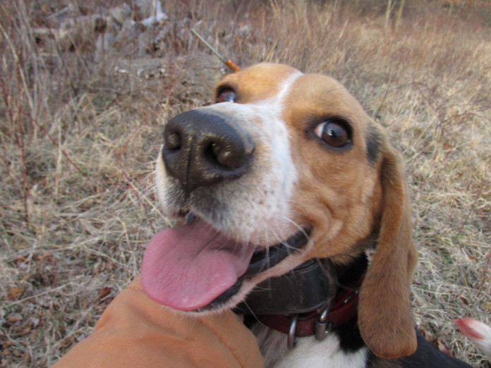 Beagle Happy beagle