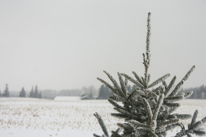 field-633254_1280