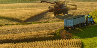 harvesting corn