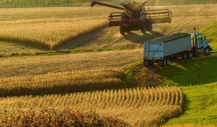 harvesting corn harvesting corn
