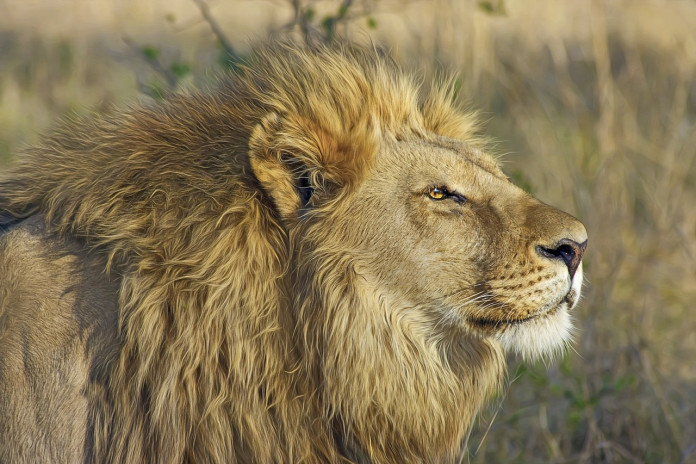 lion-515028_1280