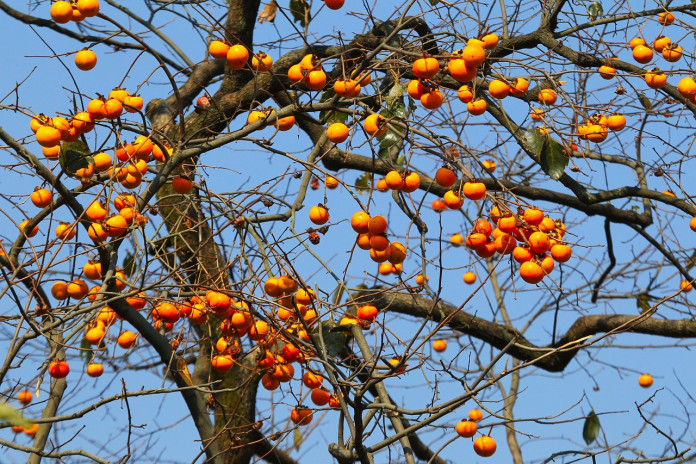 natural-880069_1280