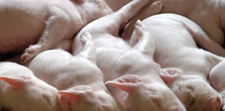 piglets