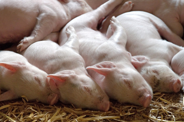 piglets piglets
