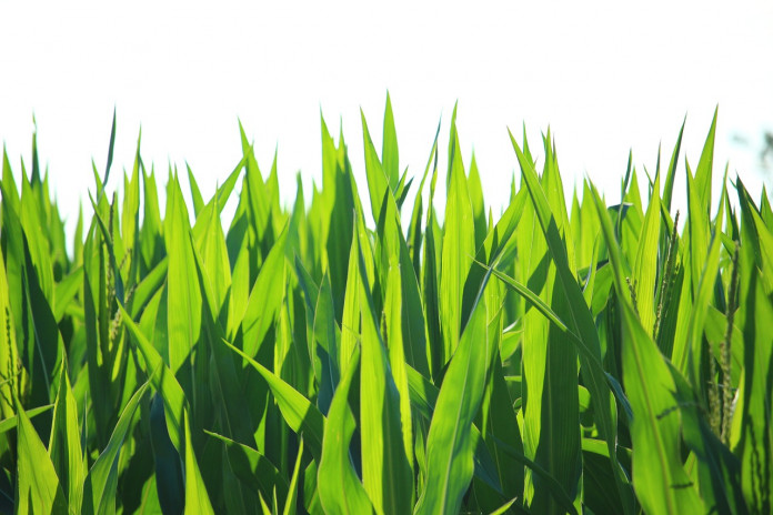 plant-1515756_1280