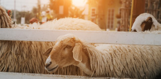 sheep