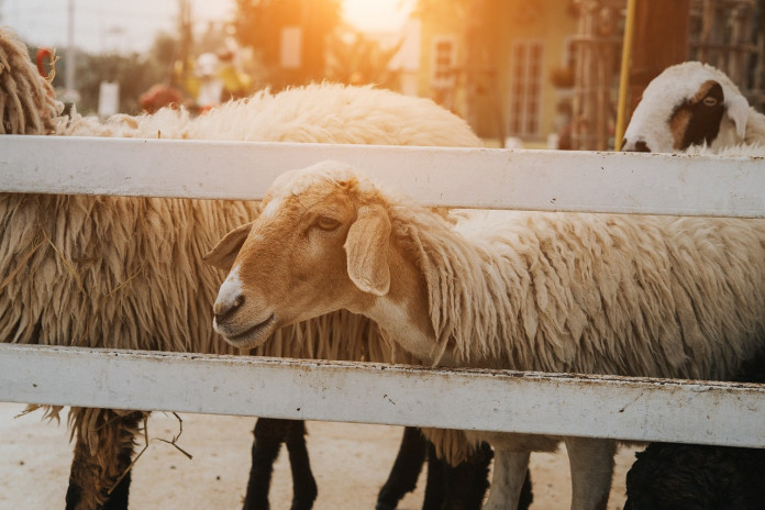 sheep sheep