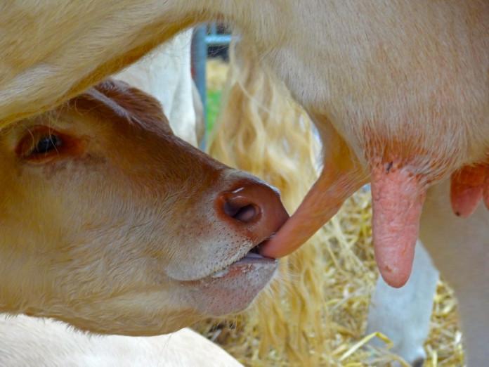 udder-562980_1280
