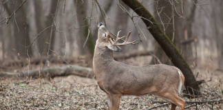 white tailed deer