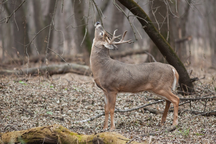 white tailed deer white tailed deer