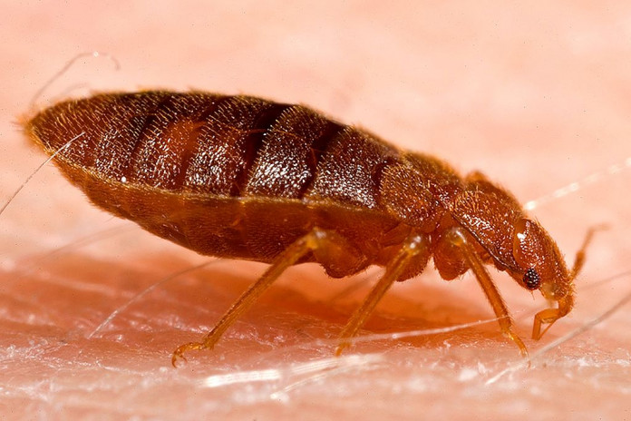 1024px-Adult_bed_bug,_Cimex_lectularius