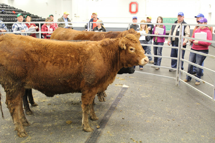 Beef 509 cattle closeup copy