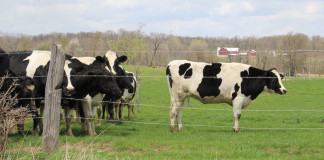Cattle on pasture.