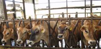 Jersey cattle