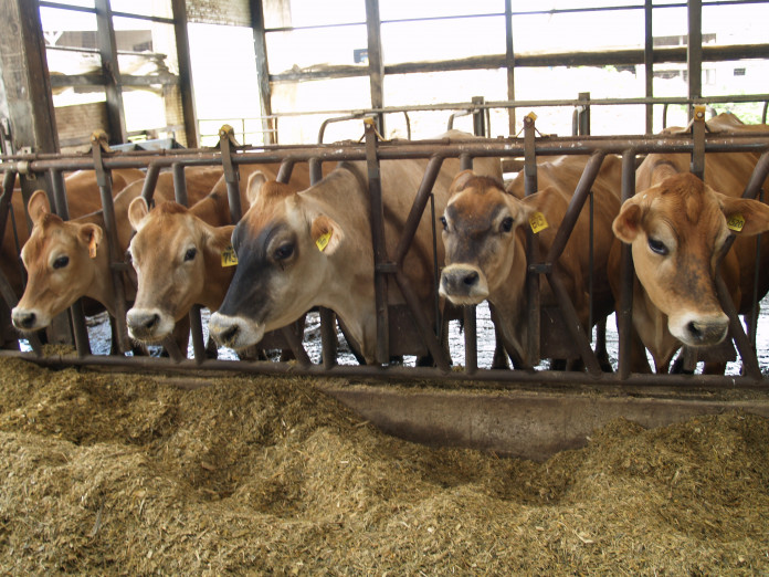Jersey cattle Jersey cattle