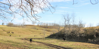 Vollborn Cattle
