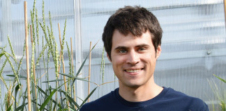 perennial wheat, wheatgrass