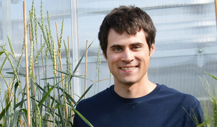 Perennial wheat perennial wheat, wheatgrass