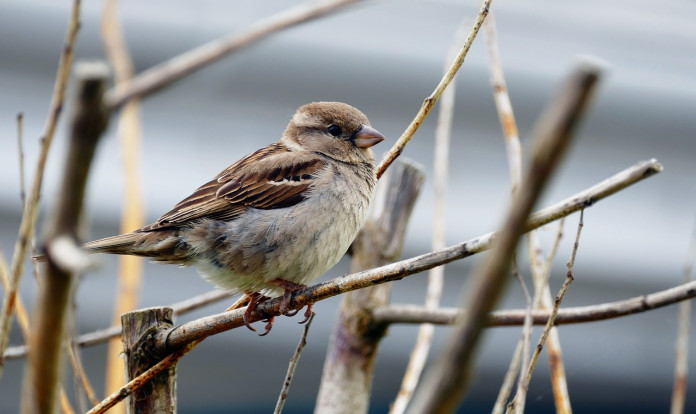 bird-1443904_1280