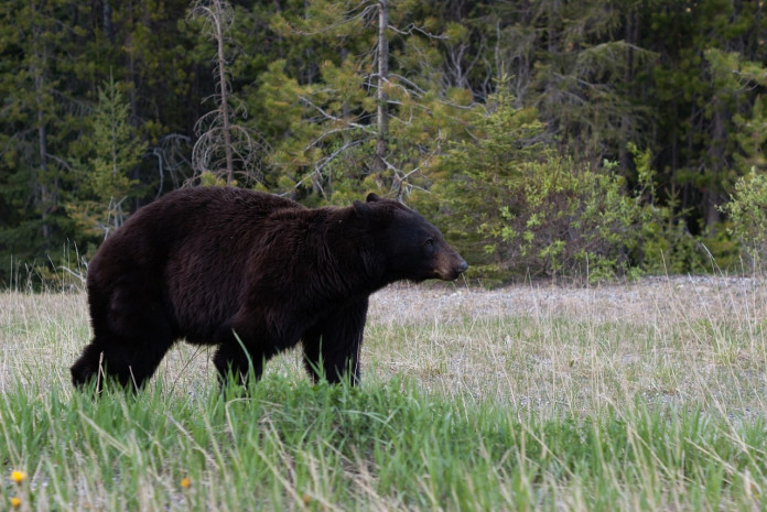 black-bear-1019063_1280