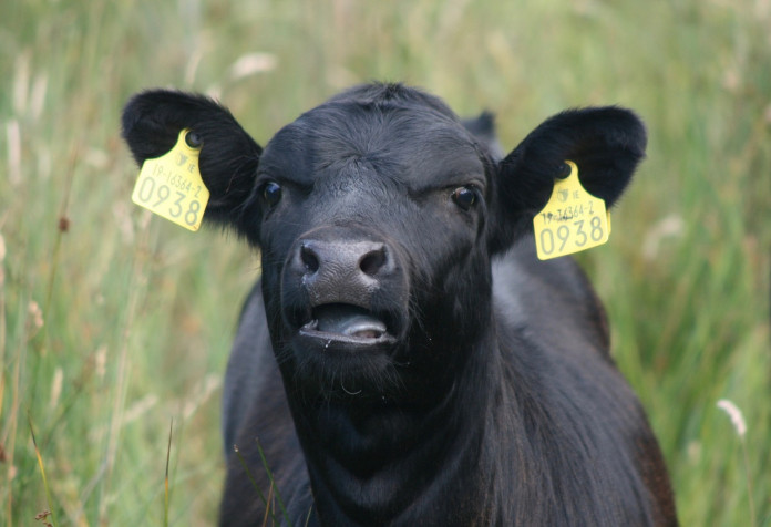 cow-1062701_1280