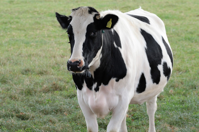 Cow Cow
