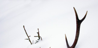 deer antler