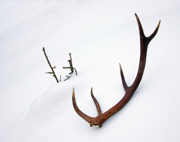 deer antler deer antler