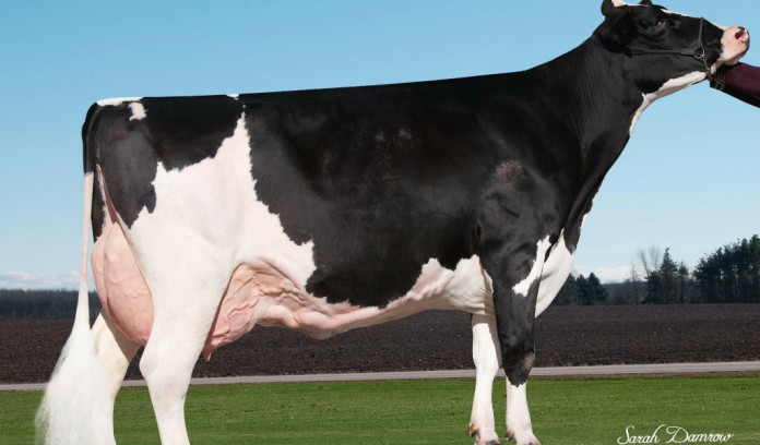 holstein record Ever-Green-View My Gold-ET holstein record Ever-Green-View My Gold-ET