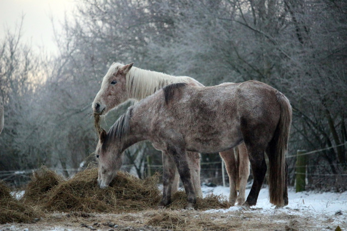 horse-1147239_1280