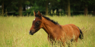 horse