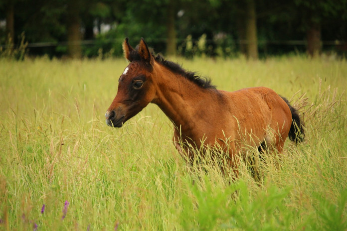 horse horse