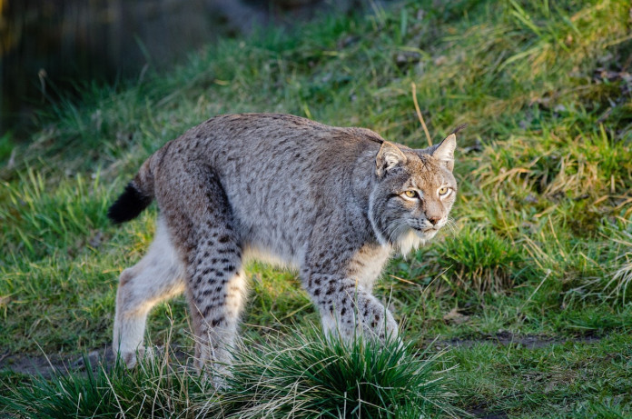 lynx-988883_1280