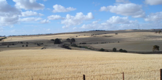 paddock