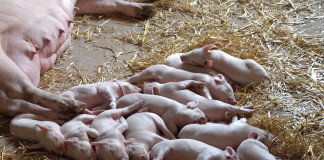 piglets