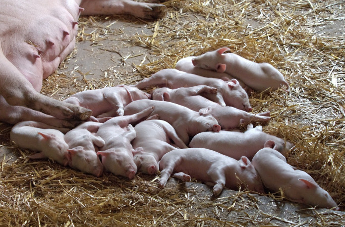 piglets piglets