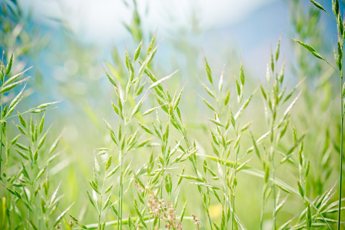 pointed-fescue-1423178_1280